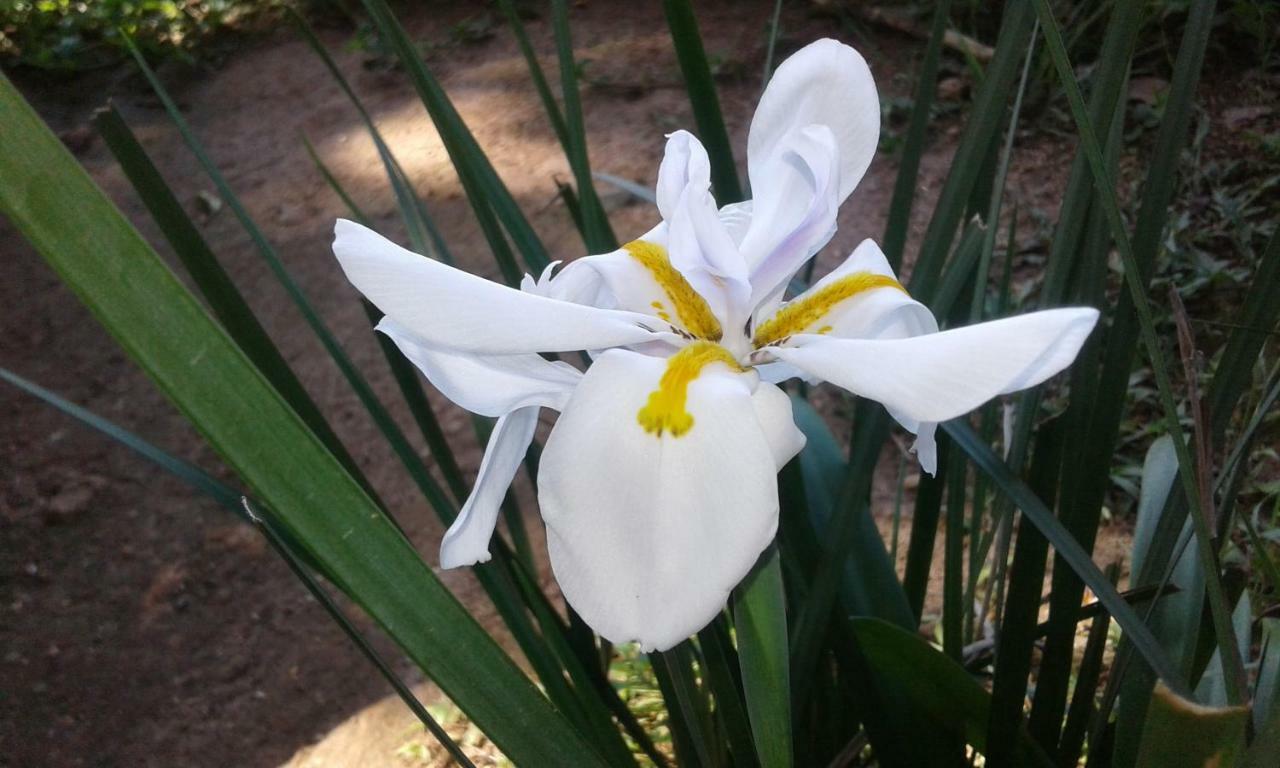 אלה Dew Drop Resort מראה חיצוני תמונה